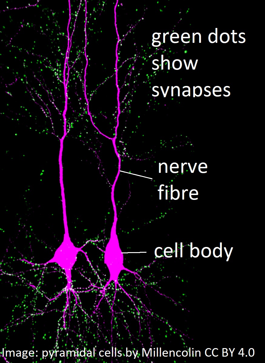 C2.2 Neural signalling - reading task