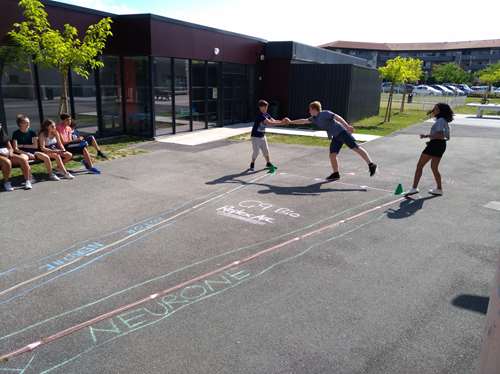 Reflex arc - playground model