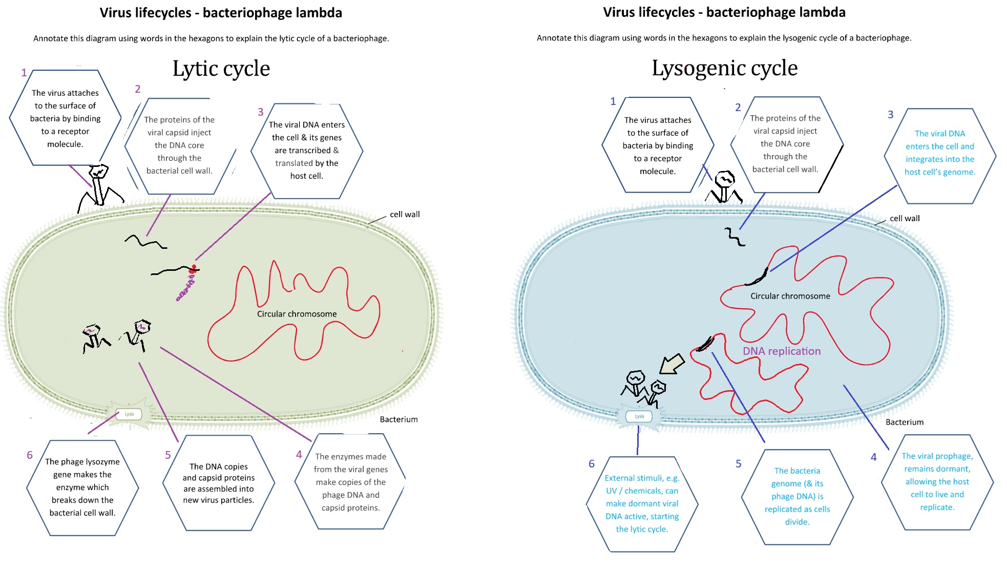 Lytic & lysogenic cycles - model answers