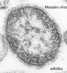 A2.3 Viruses - revision quiz HL