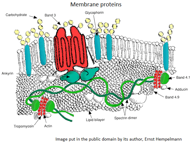 C2.1 Chemical signalling - written task