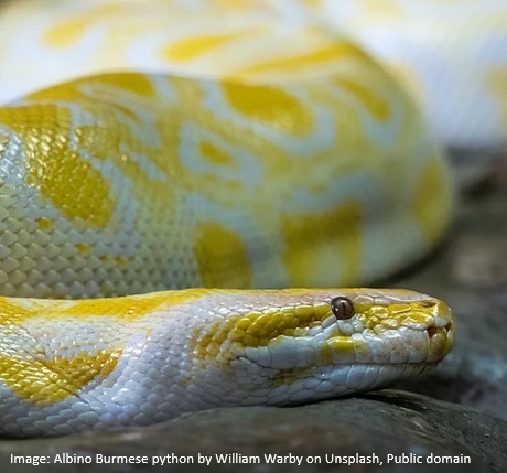 Activity 3 - Burmese python model answers