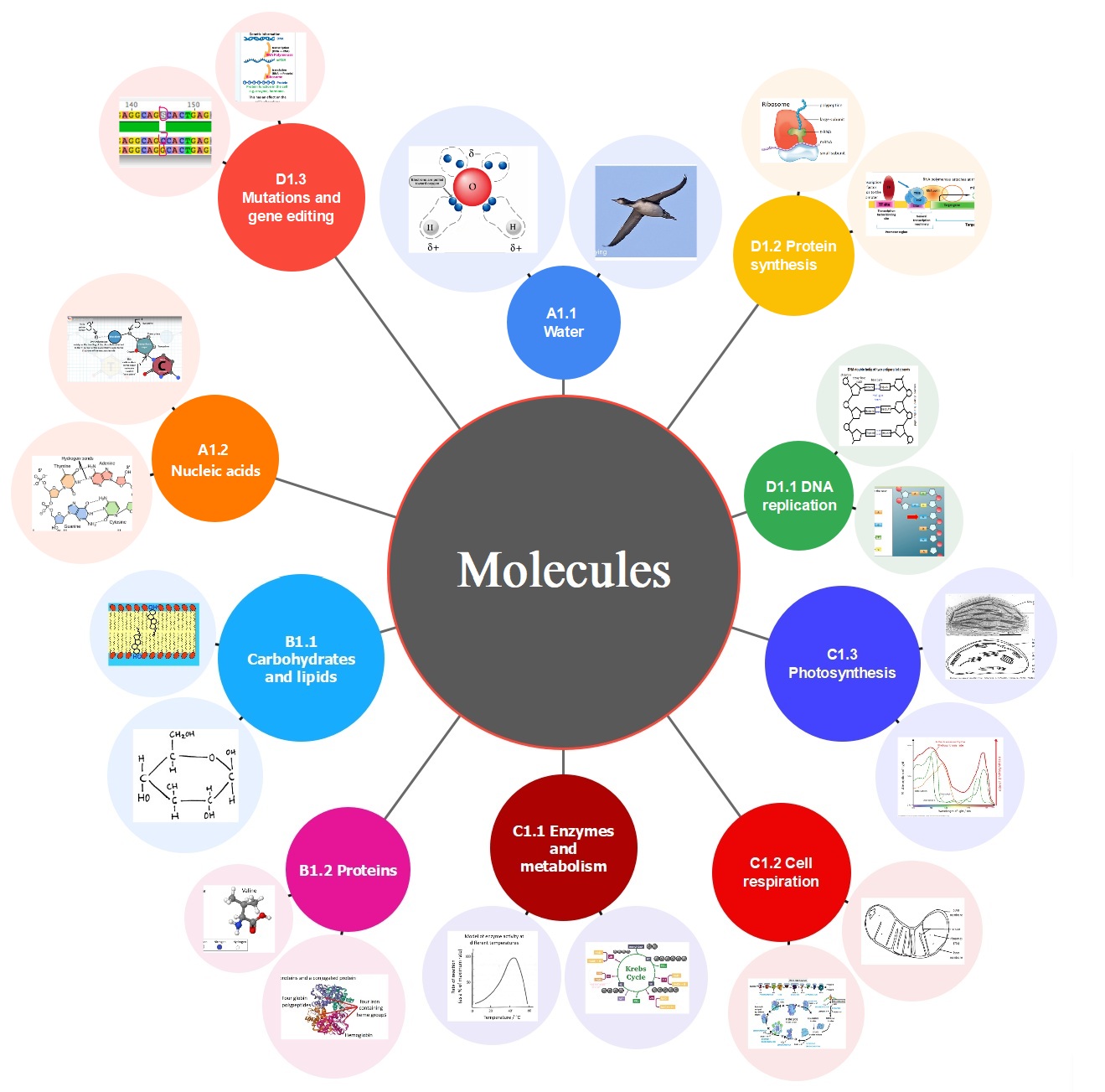 Molecules level resources (A1,B1,C1,D1)