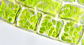 C1.3 Photosynthesis