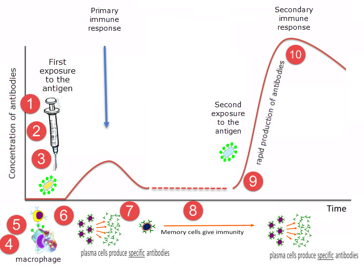 Antibiotics & vaccination - model answers