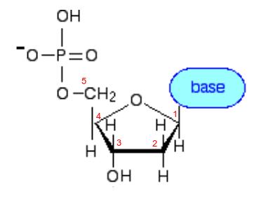 A1.2 Nucleic acids - Planning sheet