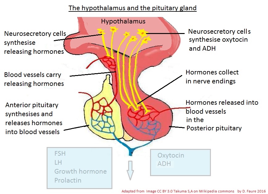 Awe & wonder versus pragmatism in IB Biology