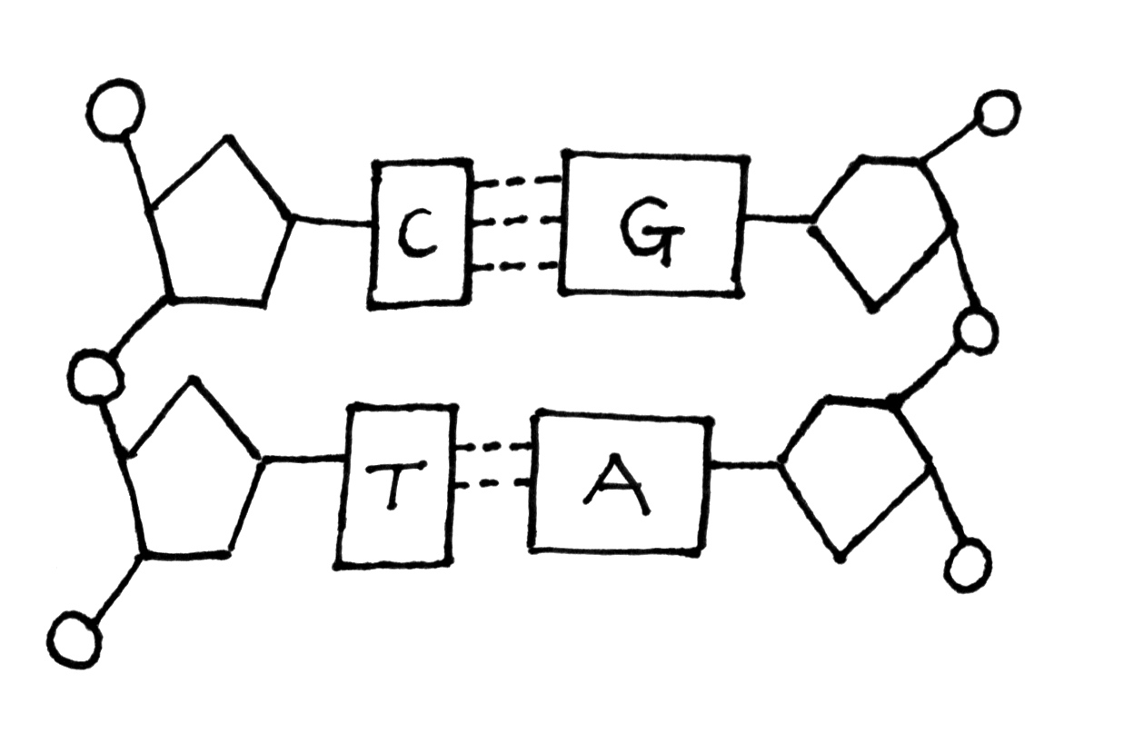 D1.1 DNA replication - exam practice