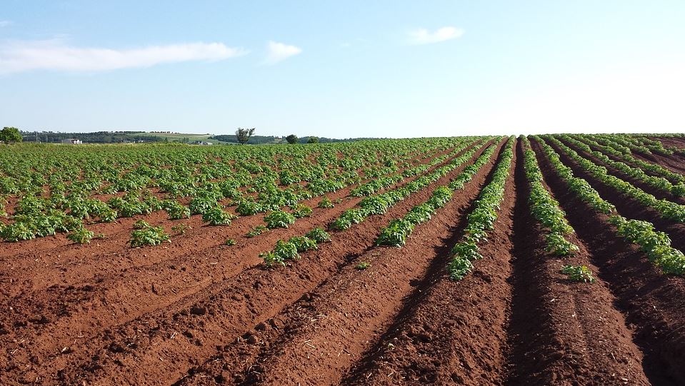 21 - GreenHarvest Farms (GHF)