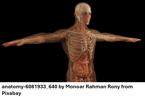 4.4B The human body