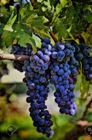 Paper 1: Sample Response 5 (Wine)