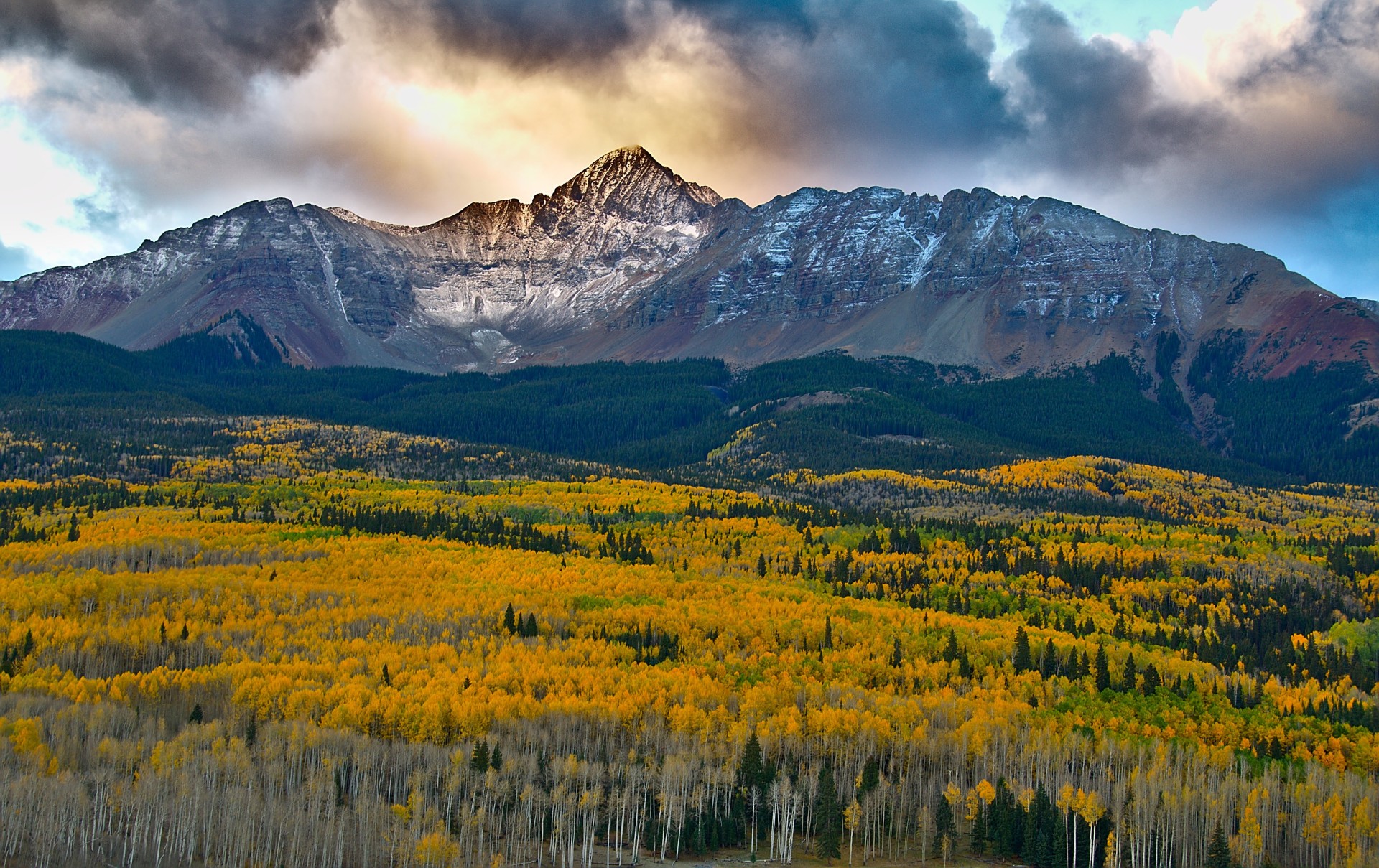 Paper 1: Sample Response 14 (Aspen Trees)