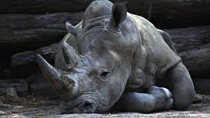 Sample EE 1 (2018 - ): Waiting for Godot and Rhinoceros