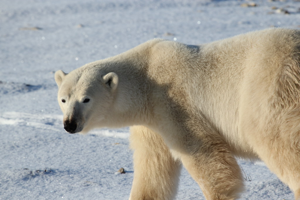 Polar Bear Tourism