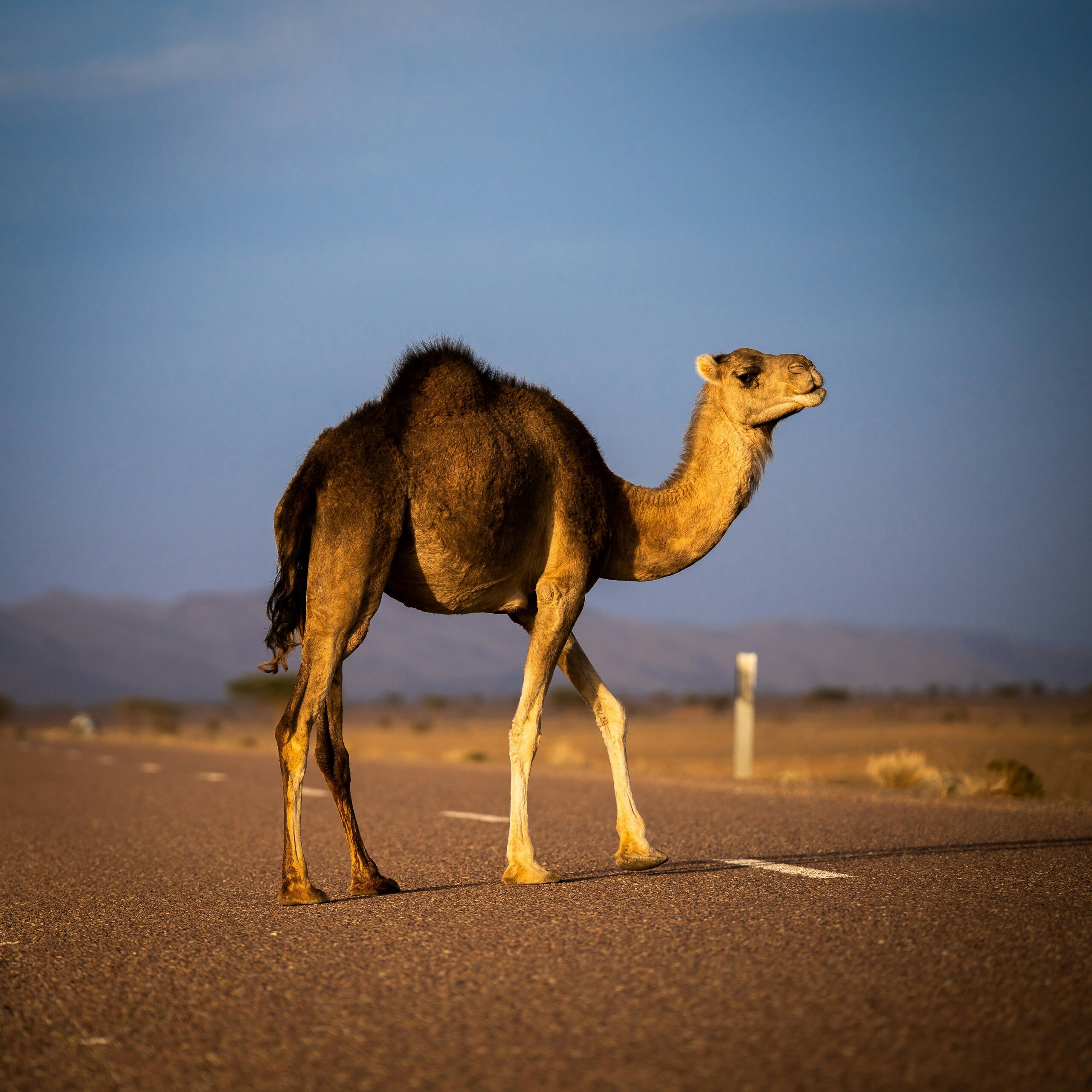 Camel milk