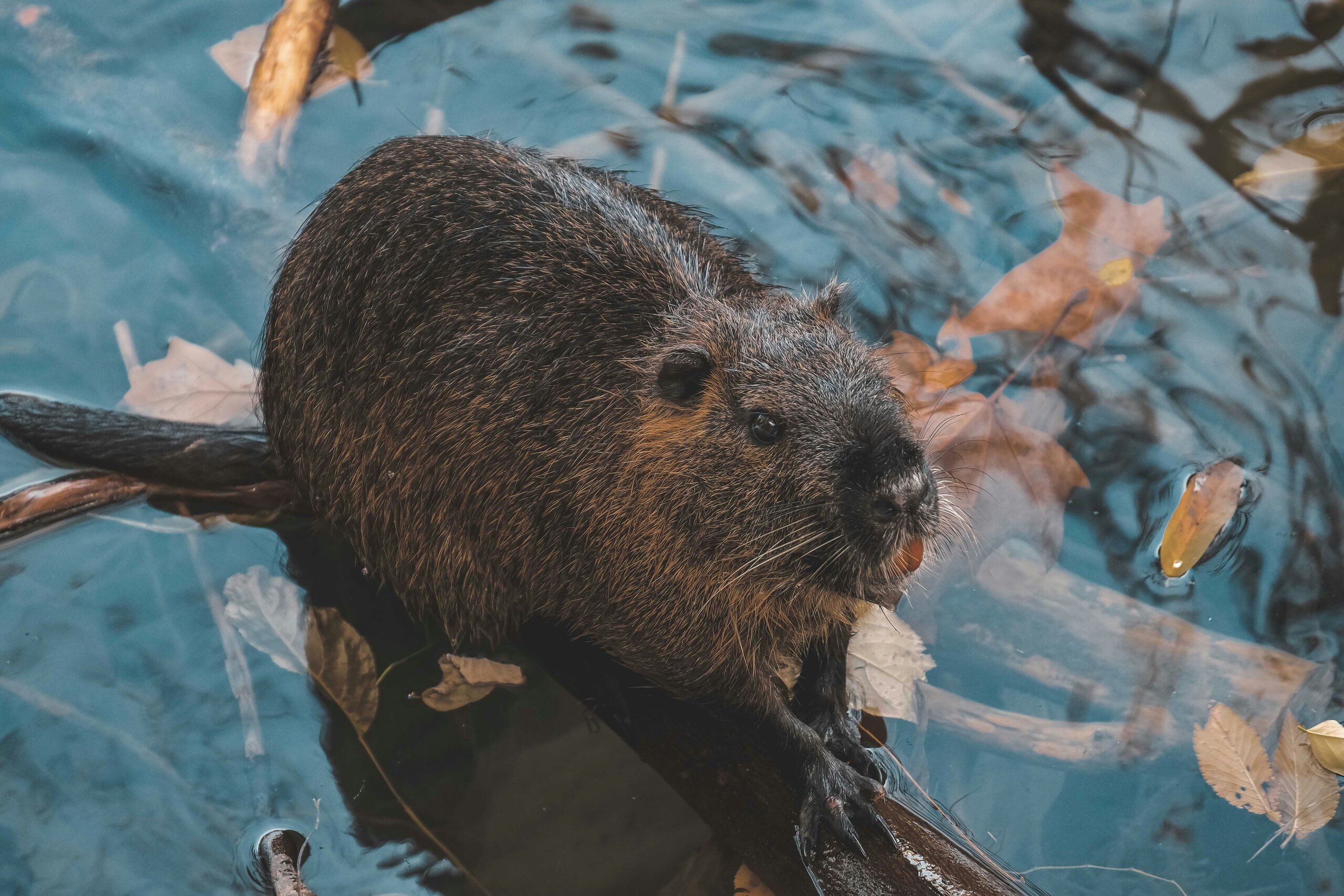 Dam Beavers