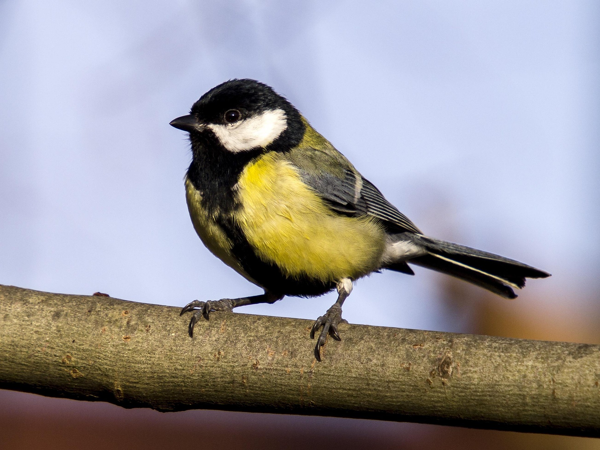Using Bird Song Apps to calculate biodiversity