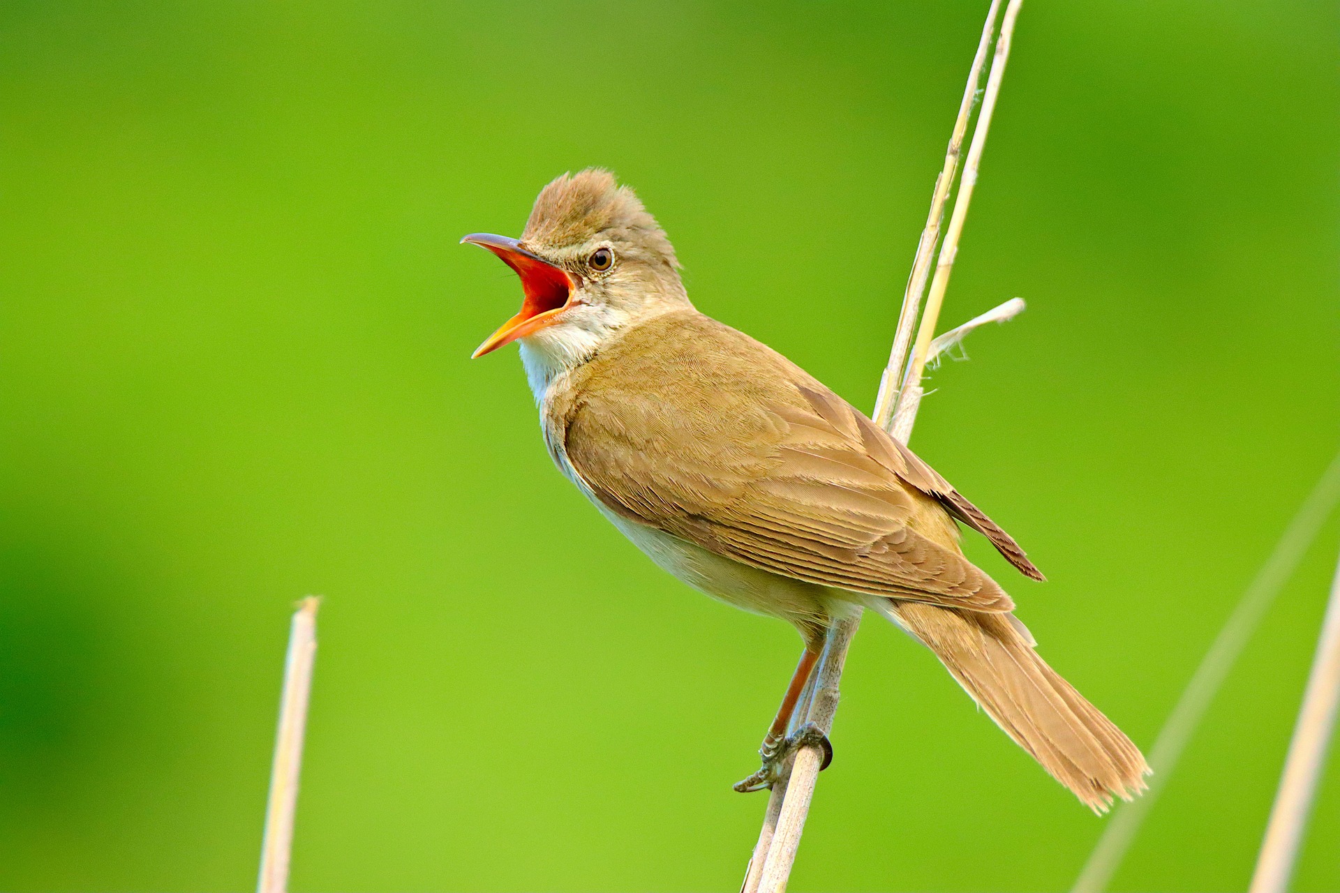 Answers - bird song