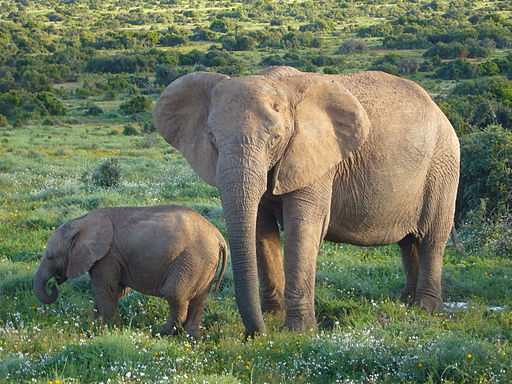 2.1 The Niches of Elephants