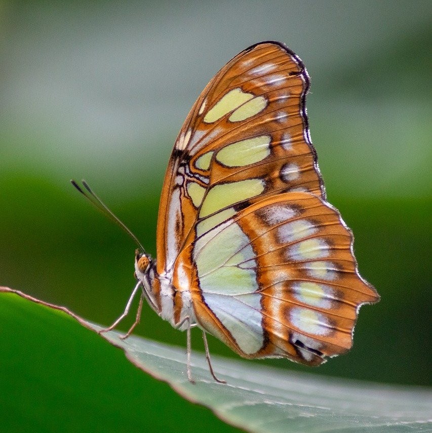 Data Activity - Graph Skills - Topic 3.1 - Disappearing butterflies