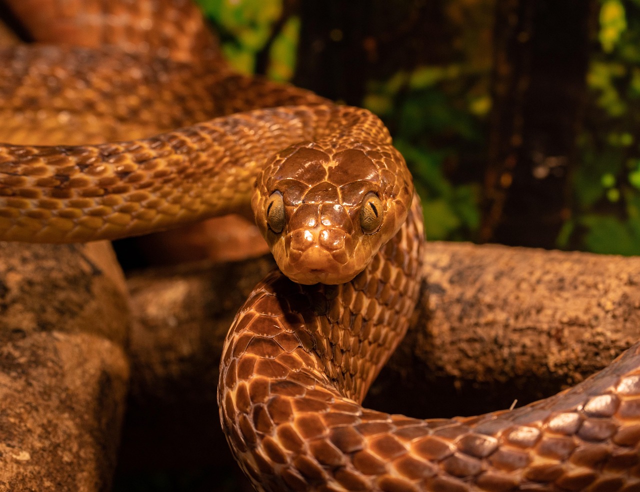 Data-based activity - Topic 3 - Snakes on Guam