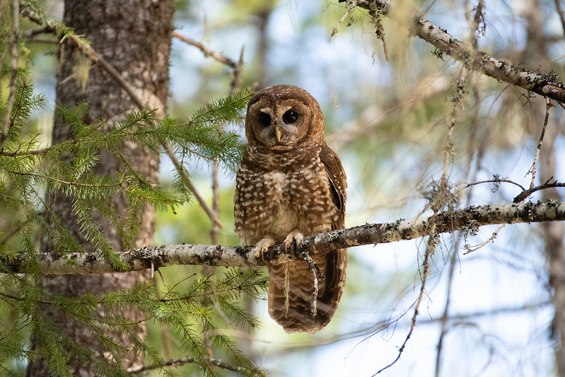 HL.c Approaches to Ethics and Conservation