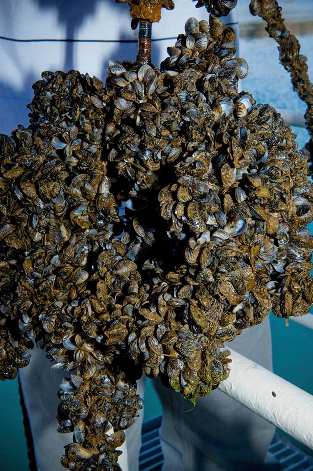 3.2 Invasive Species