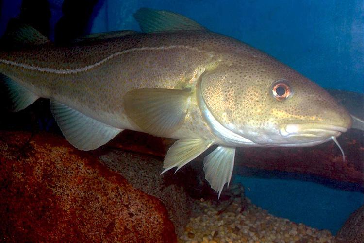 HL 4.3 Assessing Recovery of Fish Stocks