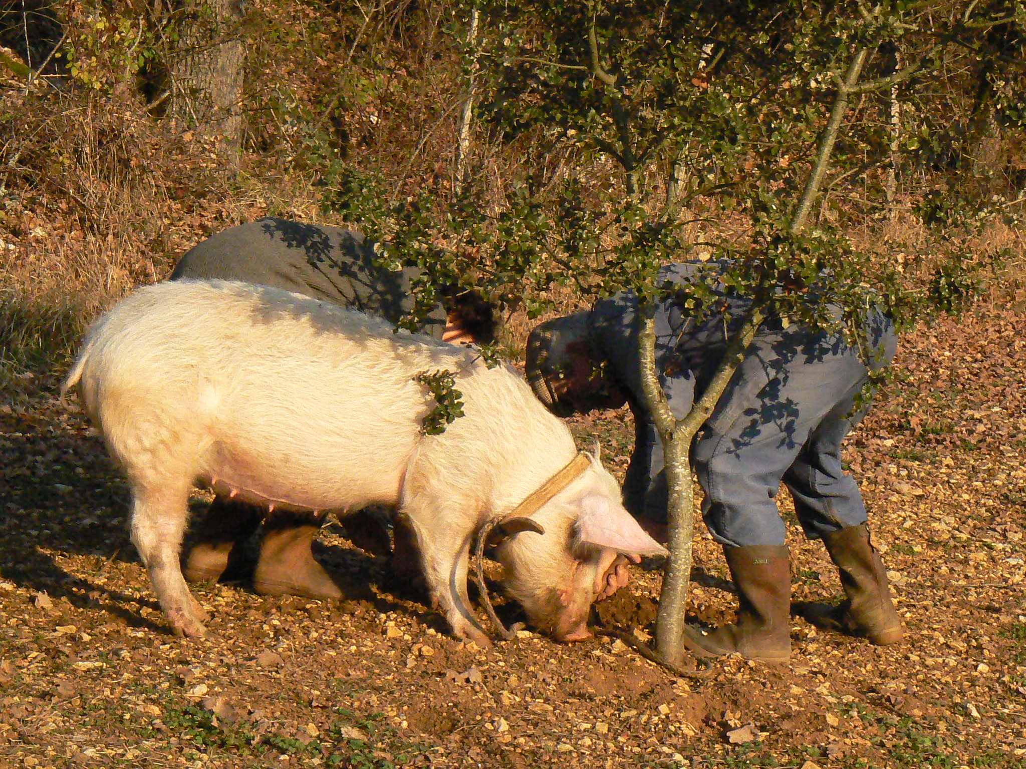 5.2 (HL) Harvesting Wild Species