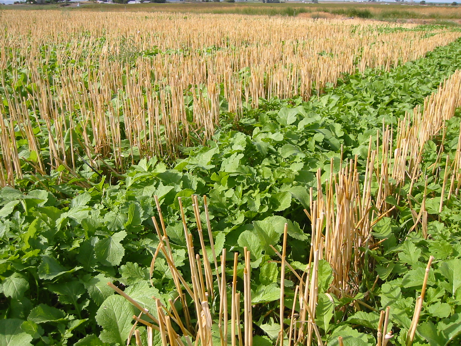 5.2 Conserving Soil