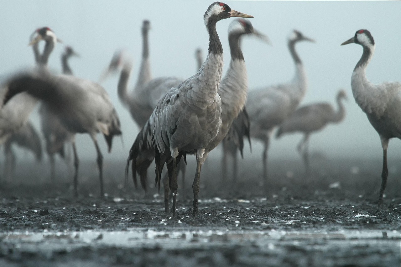 3.1 Biodiversity Knowledge and Conservation