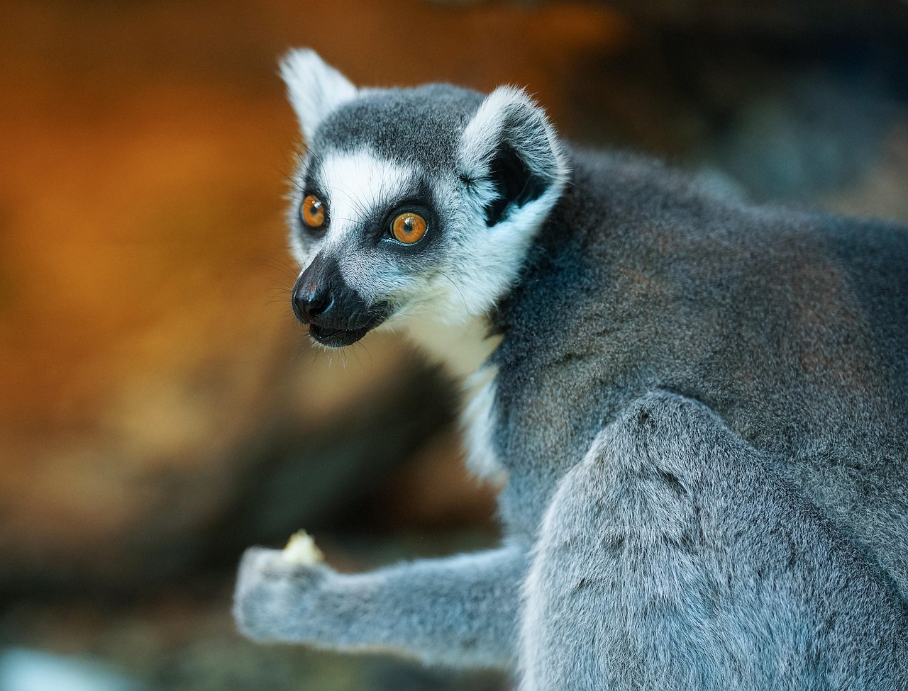 HL 3.3 Evaluating Response Types in Conservation