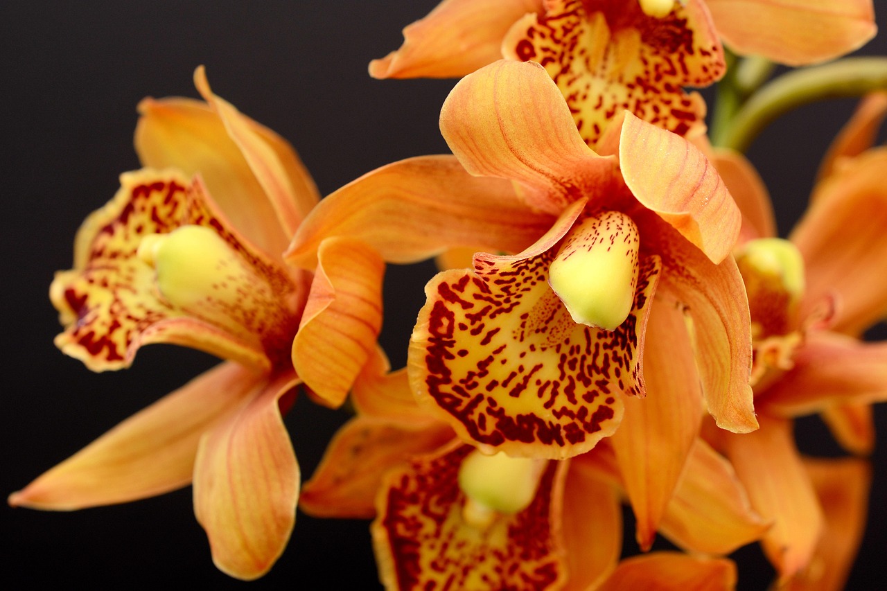 HL.b Environmental Economics Activities