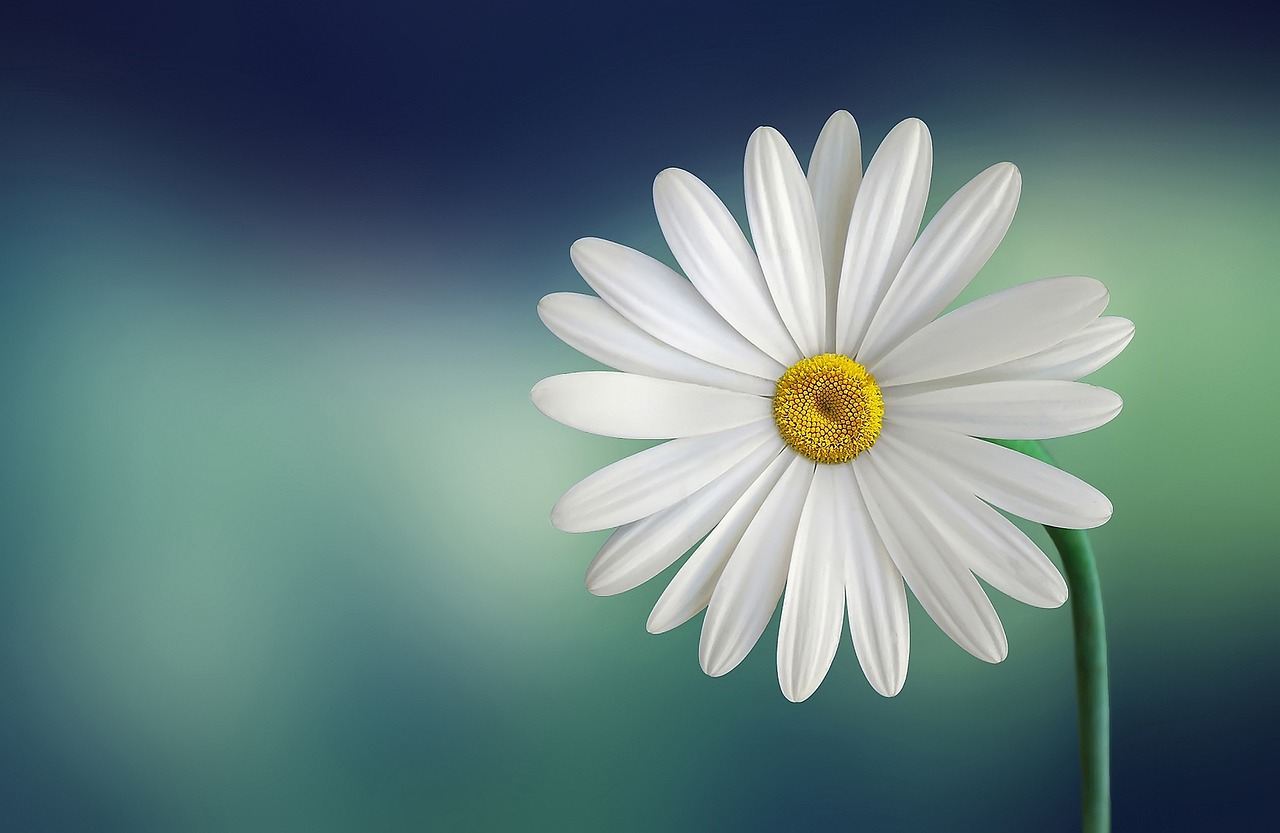 1.2: Daisyworld activities
