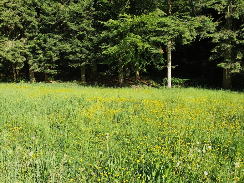 Bird Song as Tool for Investigating Ecosystems