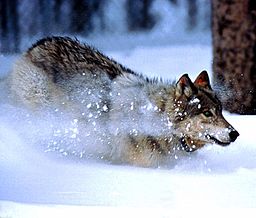 Yellowstone National Park Wolves - Answers