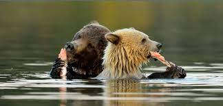Why trees need Salmon - Answers