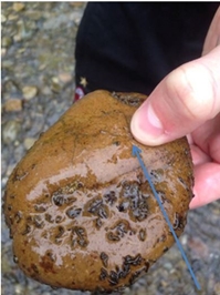 4.4 Indicator Species and Biotic Indices