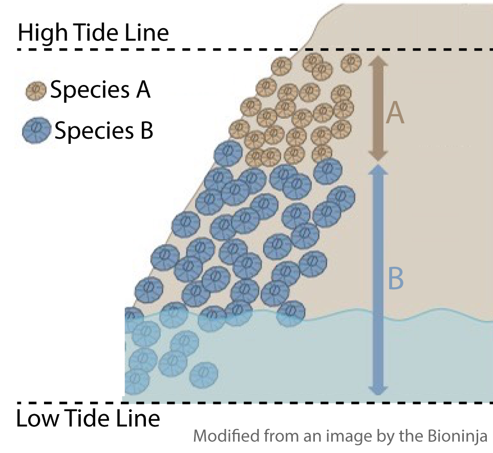 2.1 Barnacle Competition
