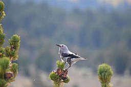 2.1 Whitebark Pine Trees and Clark's Nutcrackers
