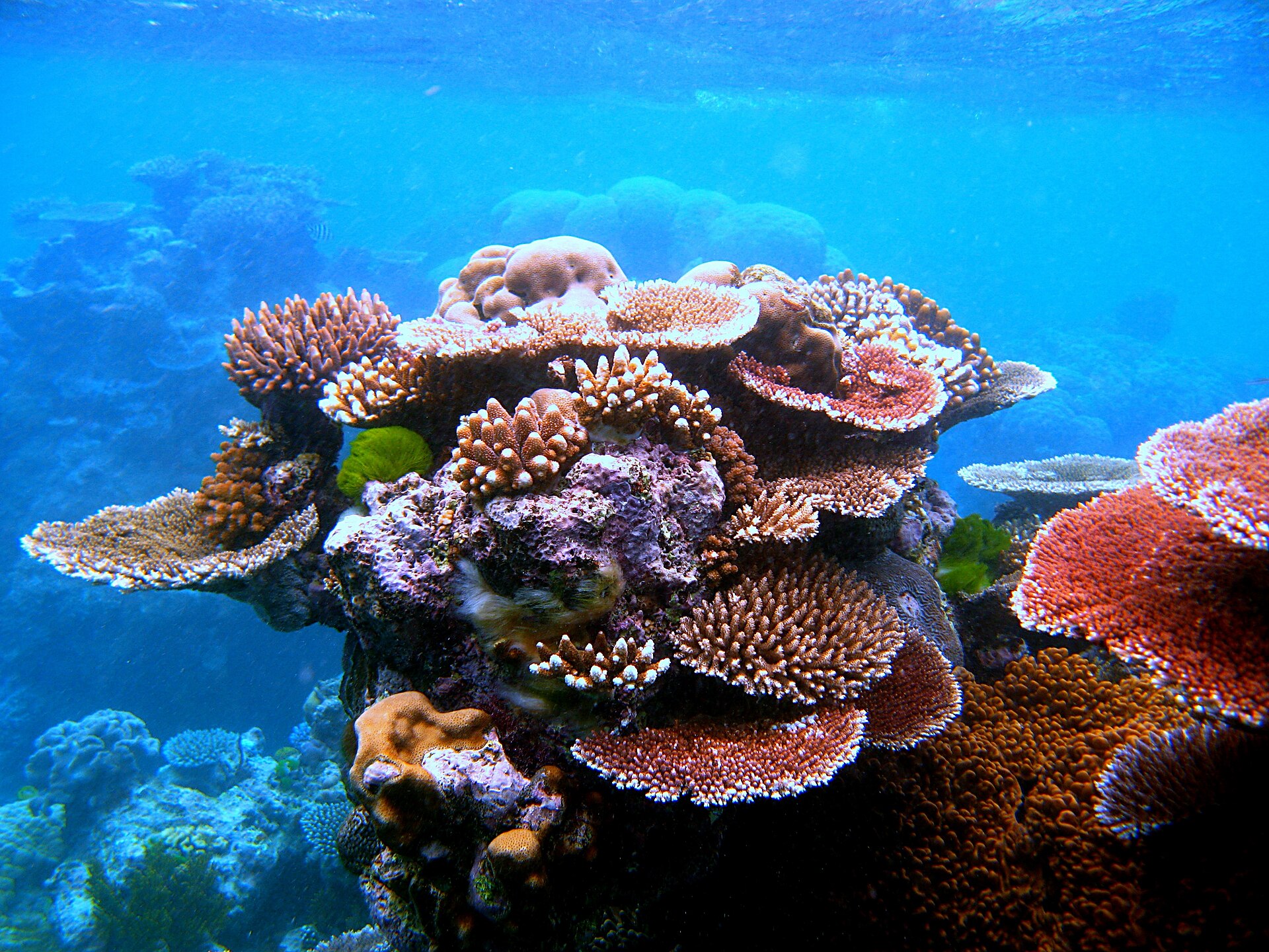 HL 4.1 Impact of Rising Carbon Dioxide on Aquatic Systems - Answers