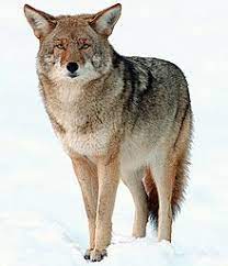 3.2/8.2.1: Coyotes in urban areas of the USA