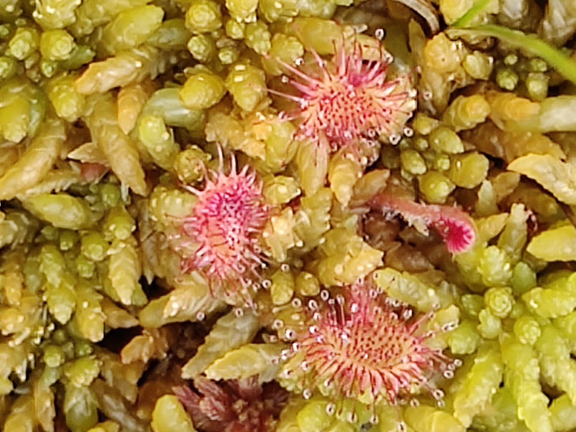 2.3(HL) Beware the insectivorous plants of the peatlands