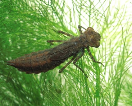 Indicator Species and Biotic Indicies - Answers