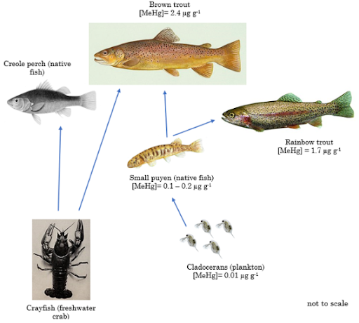 2.2 Bioaccumulation and Biomagnification