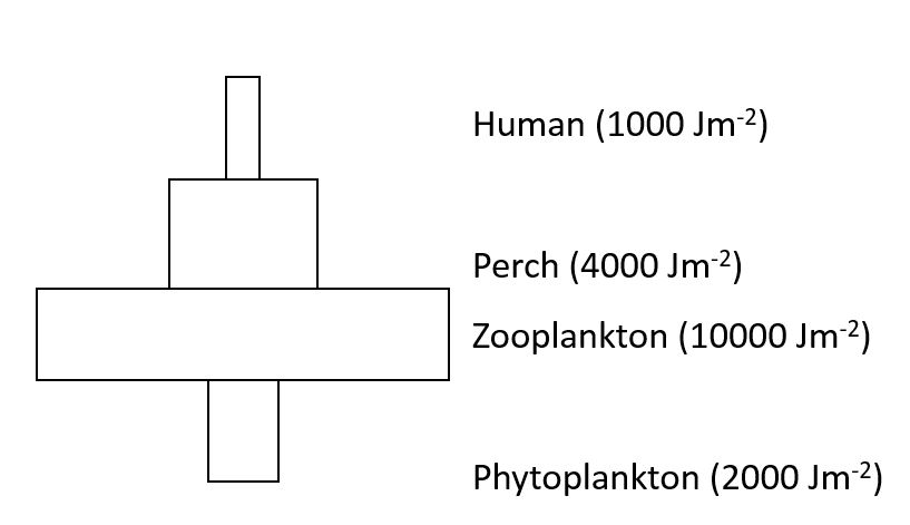 2.2: Drawing Ecological Pyramids