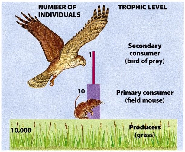 2.2 Ecological Pyramids Review