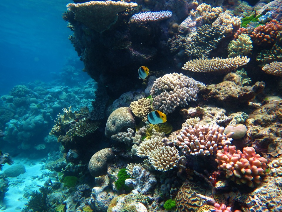The Great Barrier Reef: Can it be saved? (answers)