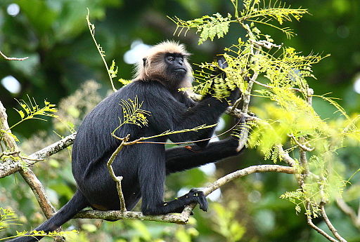3.2 Human Impact on Biodiversity