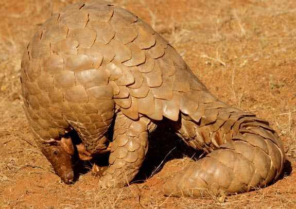 David Attenborough - Extinction, the facts. Answers